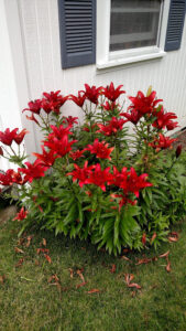 From Scratch Caterers